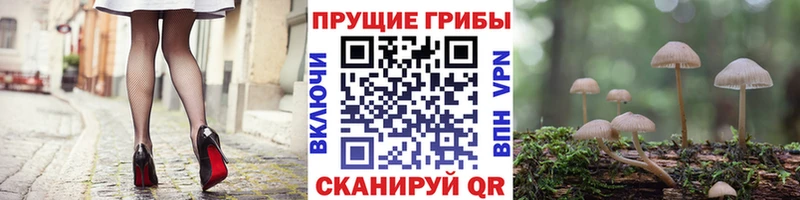 Купить закладки  Нурлат  Галлюциногенные грибы Psilocybe 